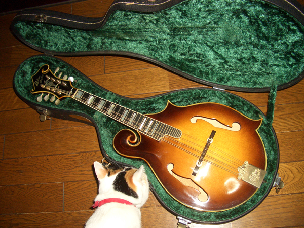 Blue Bell's Flat Mandolin F-8(1978) by Cato in Cato's unbelievably great gear collection