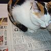 Cherry On Newspaper by Cato in my cats